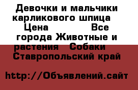 Девочки и мальчики карликового шпица  › Цена ­ 20 000 - Все города Животные и растения » Собаки   . Ставропольский край